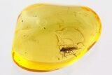 Fossil Dark-Winged Fungus Gnat (Sciaridae) In Baltic Amber #346620-1